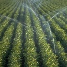 3ea1336bb226649475d28d913a0f6cf4 ~irrigation