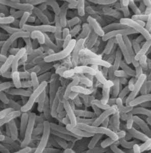 Cholera_bacteria_wikimedia