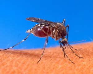 Mosquito_Wikimedia
